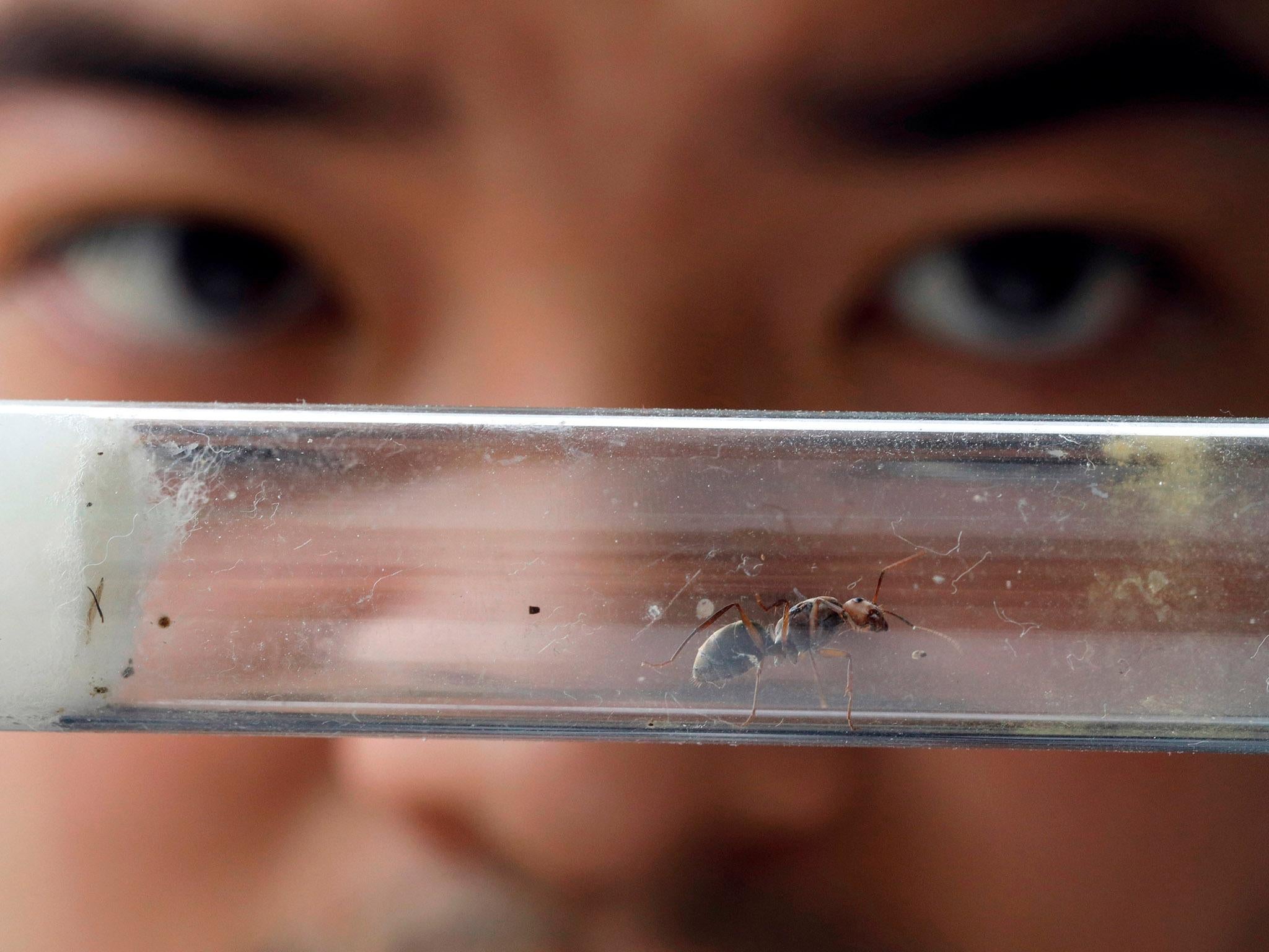 Phew tube: ant enthusiast Chris Chan, who has a YouTube channel devoted to the insects, inspects a queen – prized because they lay eggs and are hard to find