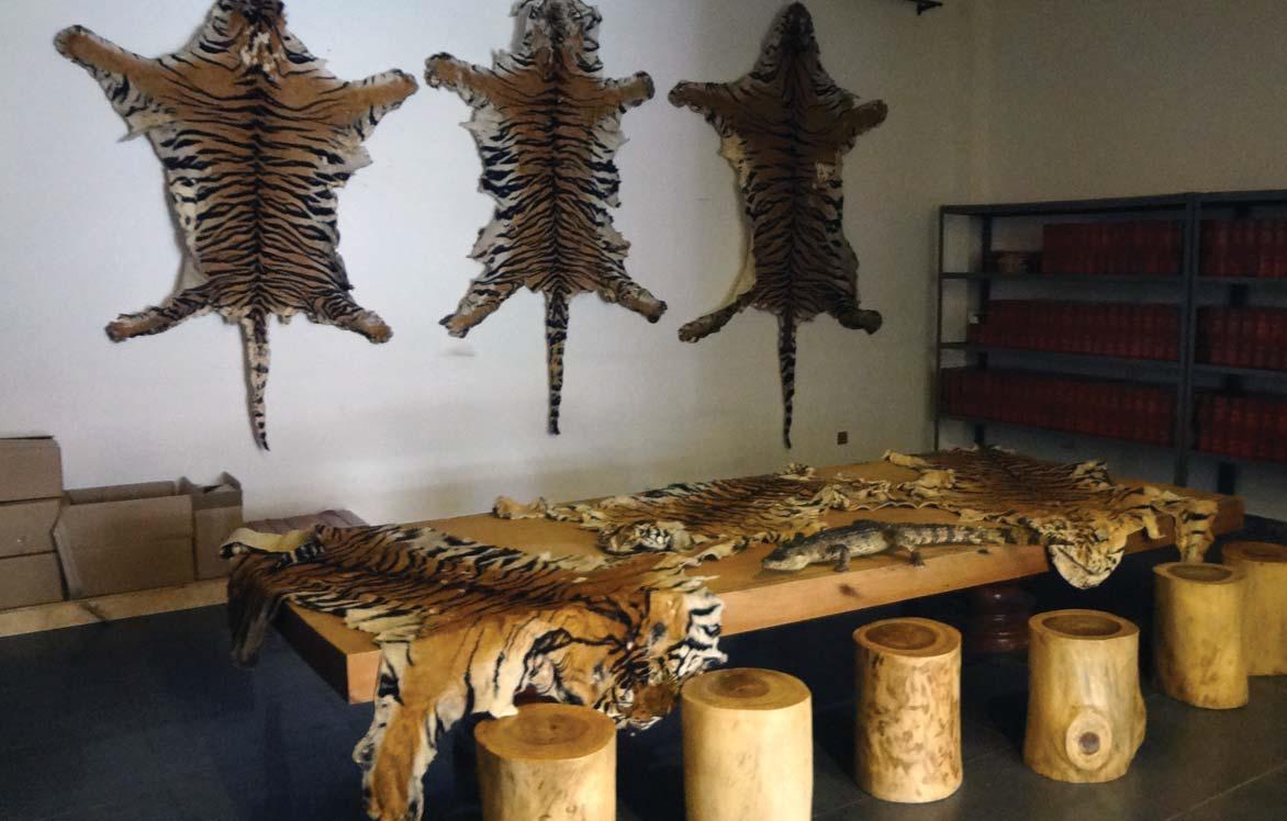 Skins from wild and farmed tigers alike are sold openly in the Golden Triangle
