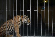 How animal farms in South-east Asia fuel illegal wildlife trade