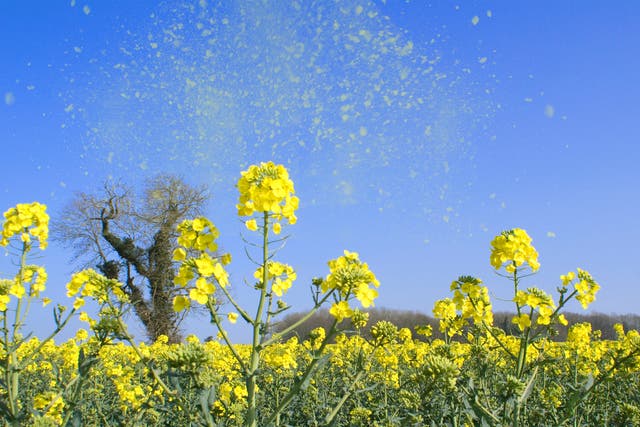84 per cent said their pollen allergy impacts their quality of life