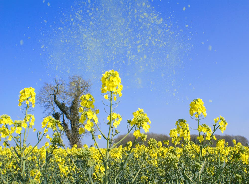 84 per cent said their pollen allergy impacts their quality of life