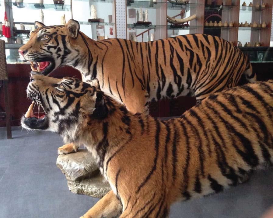 Stuffed tigers for sale at the Golden Triangle have been smuggled in from China and are marketed to Chinese tourists and gamblers