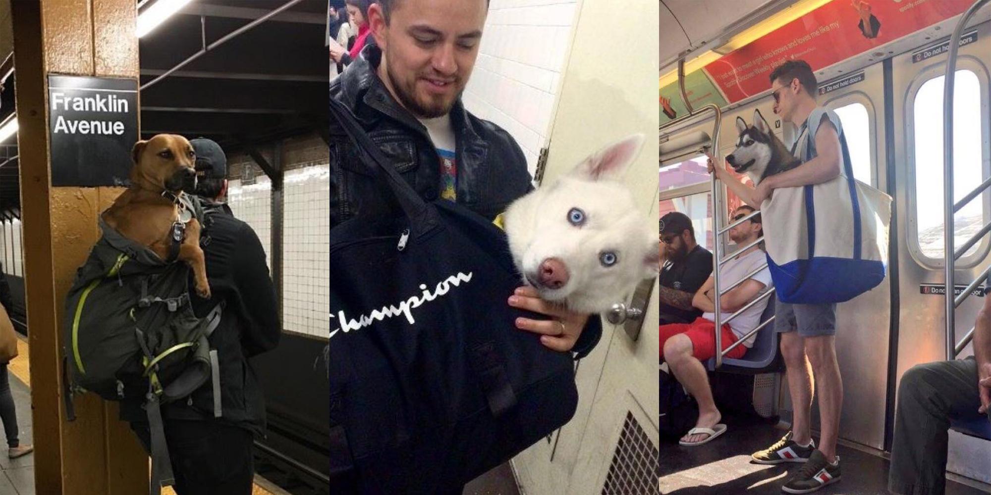 New York Subway Bans Dogs Unless They Fit In A Bag Challenge