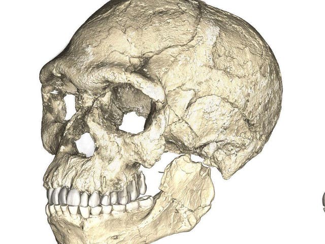 A reconstruction of the earliest known Homo sapiens fossil skull, dated to about 300,000 years ago