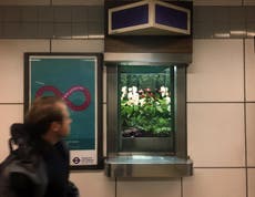 Disused Tube ticket offices are being turned into miniature tropical gardens