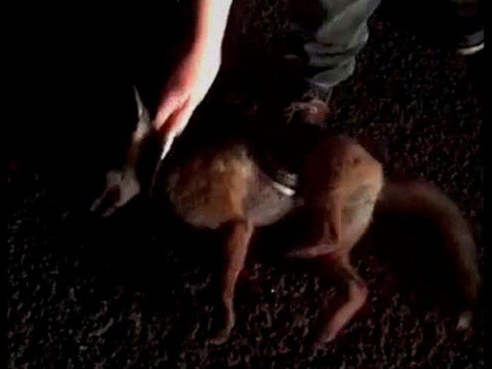 A screengrab of the video which showed a fox cub being having its throat cut