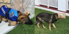 Police dog fired for being too friendly