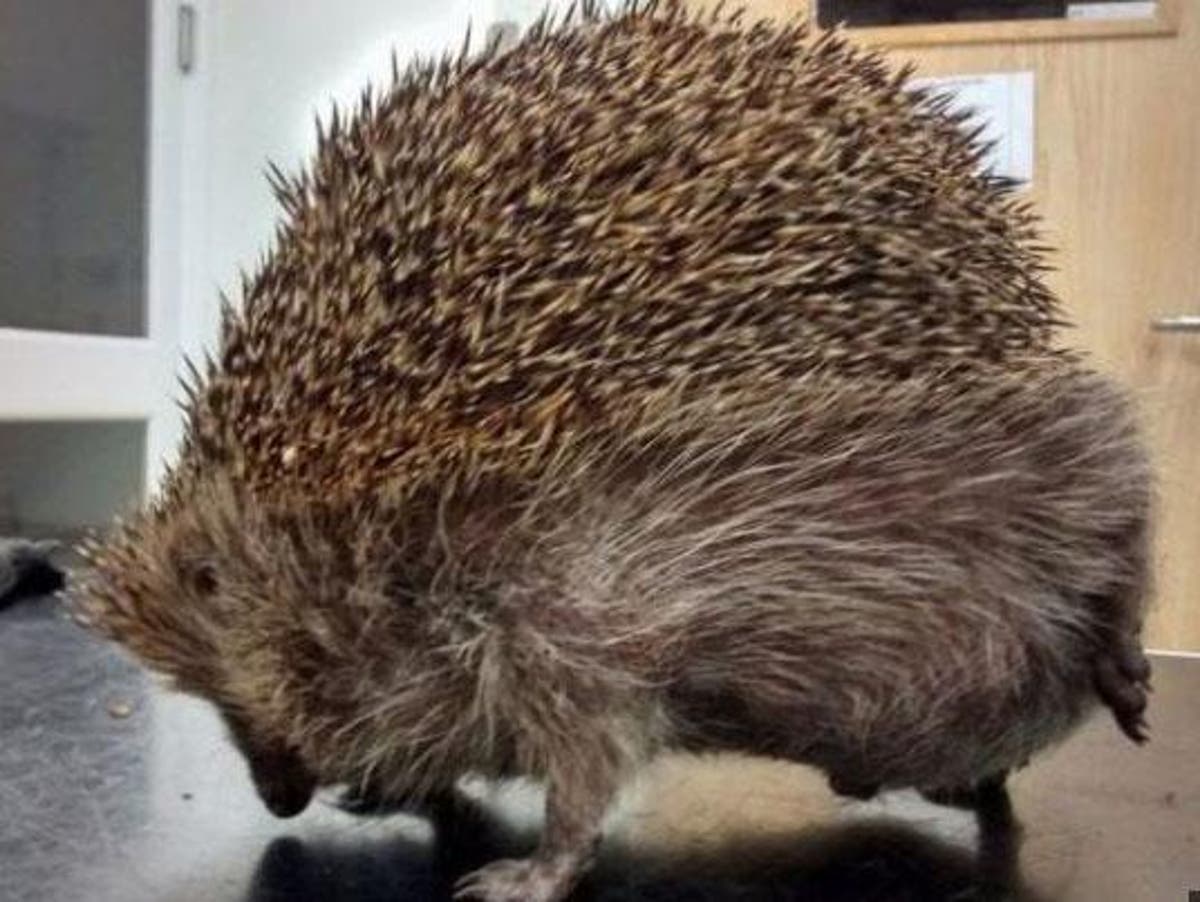 Hedgehog With ‘balloon Syndrome Rescued After Swelling To Twice Its 8106