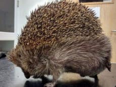Hedgehog suffers ‘balloon syndrome’ and swells to twice normal size