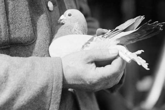 Feathered friends: the infantry relied on the birds for news from the front