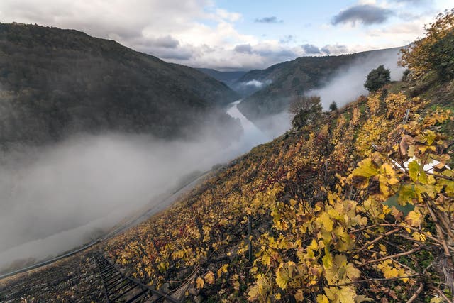 Vineyards like Guimaro tumble down hillsides on Roman terraces
