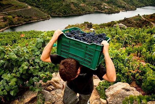 All work is done by hand on the treacherous terraces