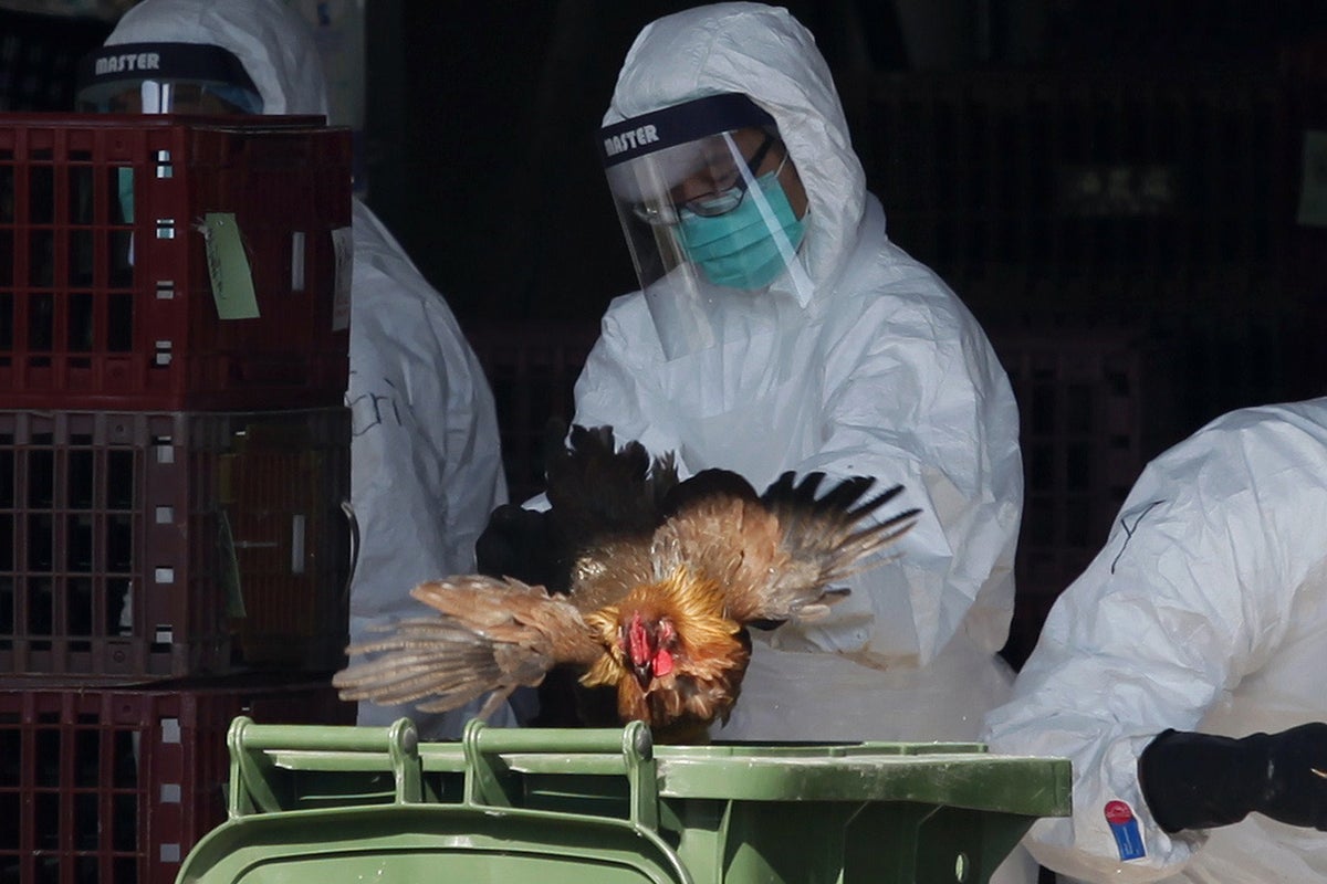 Scientists create 'mutant bird flu' to prepare for possibility of ...