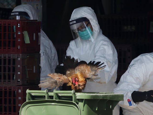 A worker places a chicken in a bin during a cull in Hong Kong in 2014 after the deadly H7N9 virus was discovered in poultry imported from China