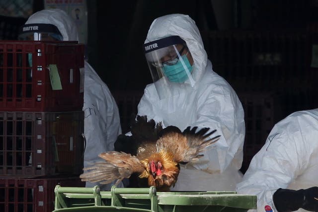 A worker places a chicken in a bin during a cull in Hong Kong in 2014 after the deadly H7N9 virus was discovered in poultry imported from China