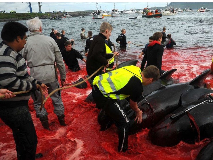 Whaling in the Faroe Islands 2017