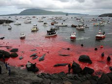 Faroe Islanders’ ritual slaughter of pilot whales turns sea blood red