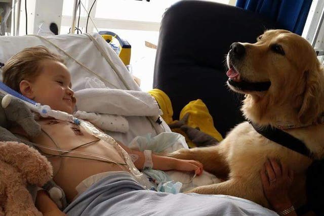 Therapy dog Leo visits patients on the south coast