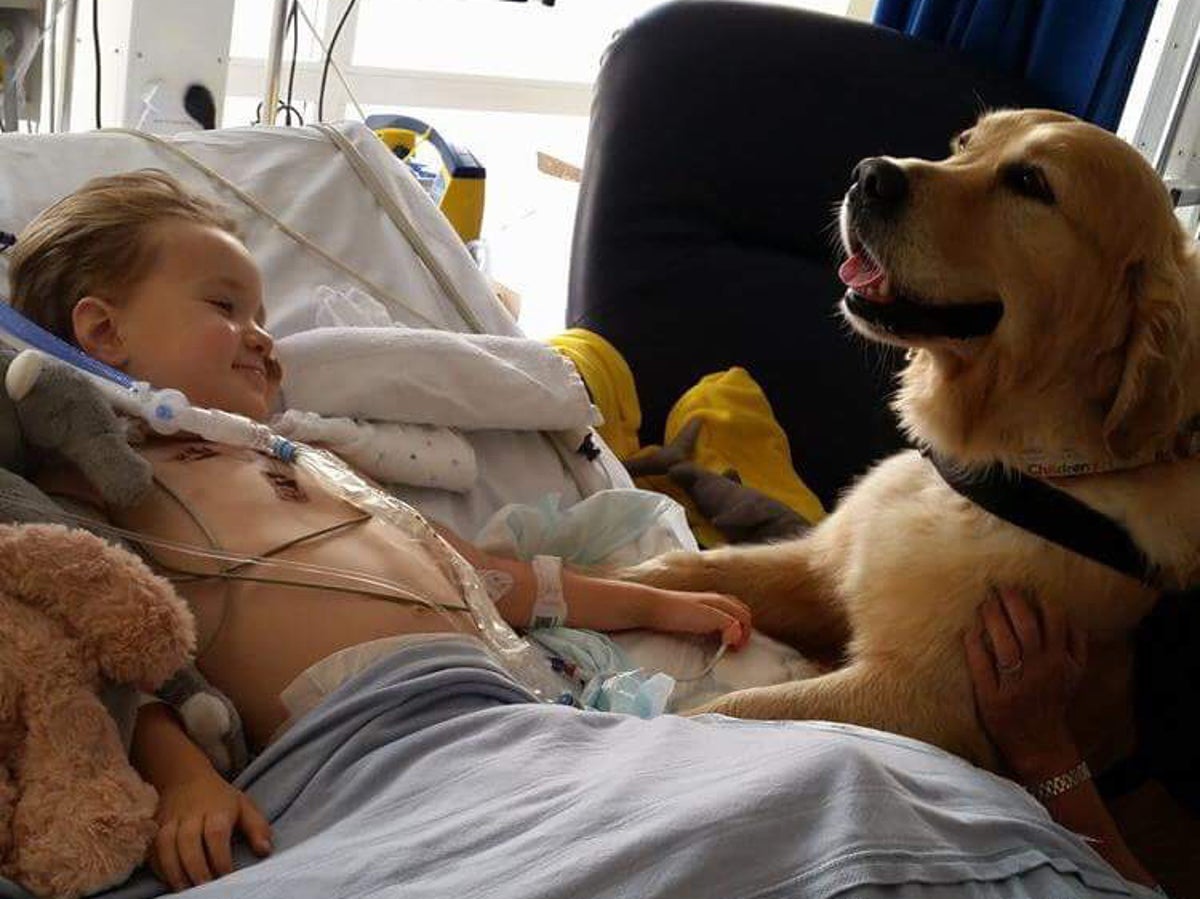 are therapy dogs allowed in hospitals