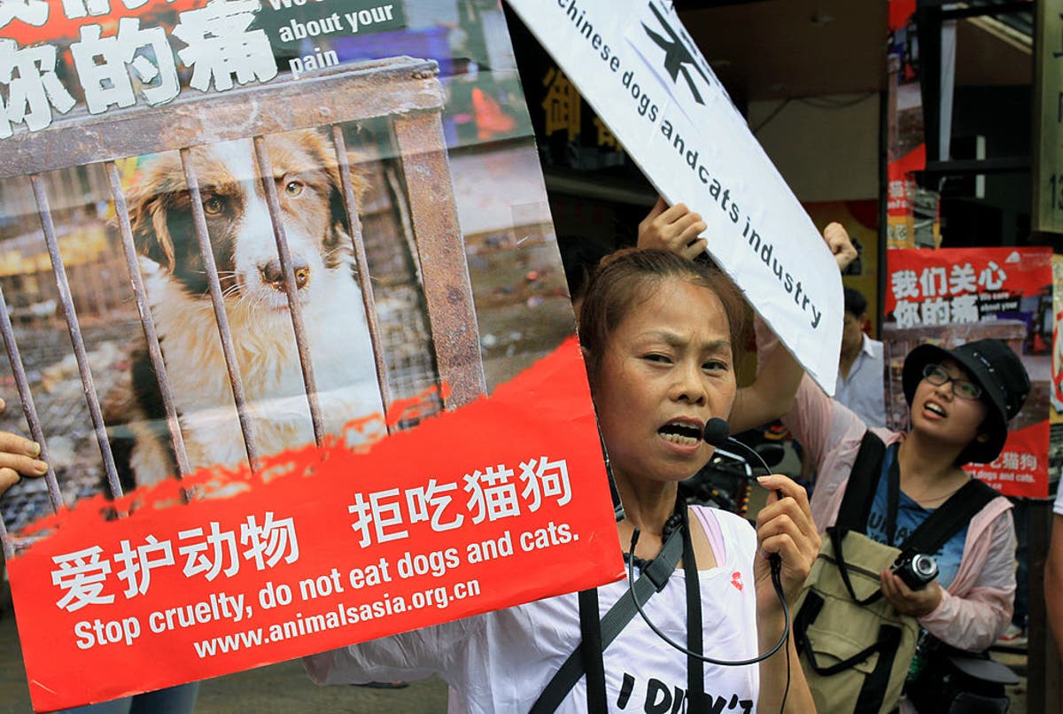 No, the Yulin Dog Meat Festival has not been cancelled – here's why it will  never go away | The Independent | The Independent