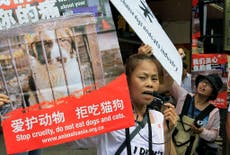 Yulin Festival: Animal rights activists rescue 1,000 dogs and cats