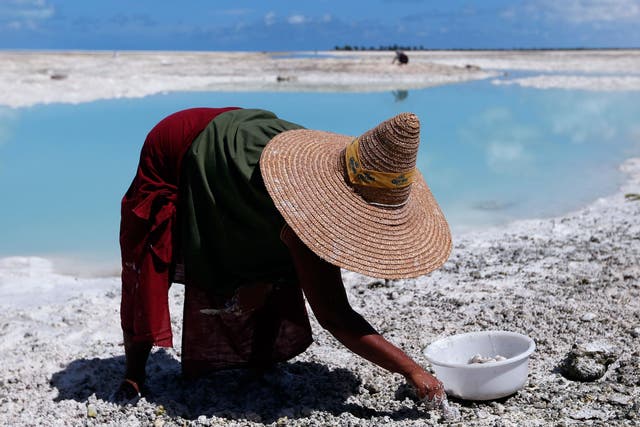 A woman digs for shellfish on the Pacific island of Kiribati, the country expected to be the most vulnerable to climate change's effects on fisheries