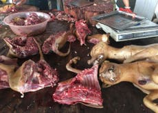 Yulin Dog Meat Festival: How did it start and will it get banned?