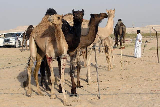 Camels cross Saudi Arabia's remote desert border into Qatar on 20 June 2017