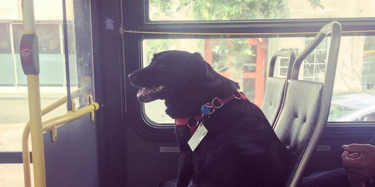 This dog takes the bus to the park every day and even has her own bus