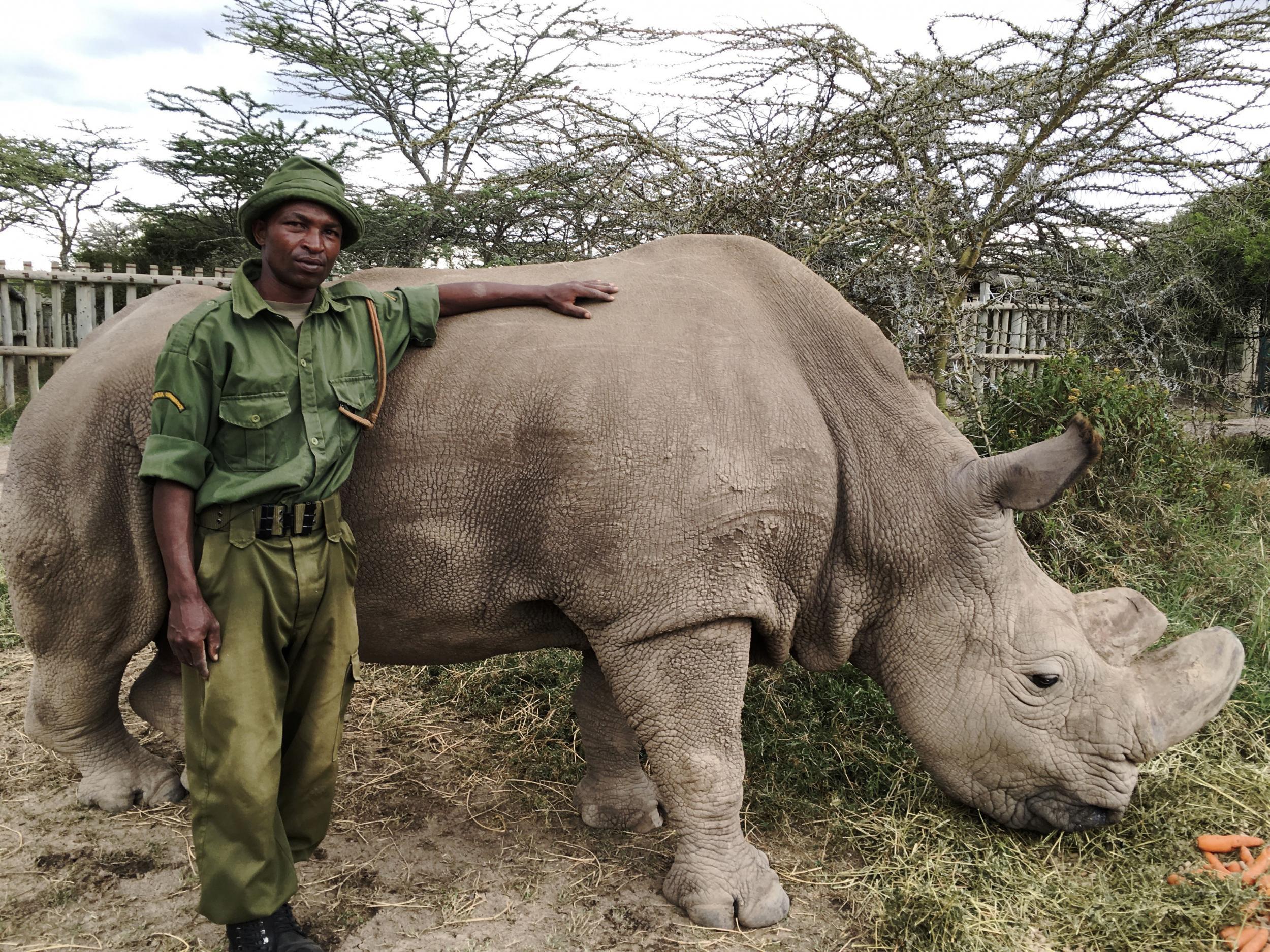 Северные носороги сколько осталось. Судан (носорог). Белый носорог Судан. Последний Северный белый носорог. Белый носорог вымер.