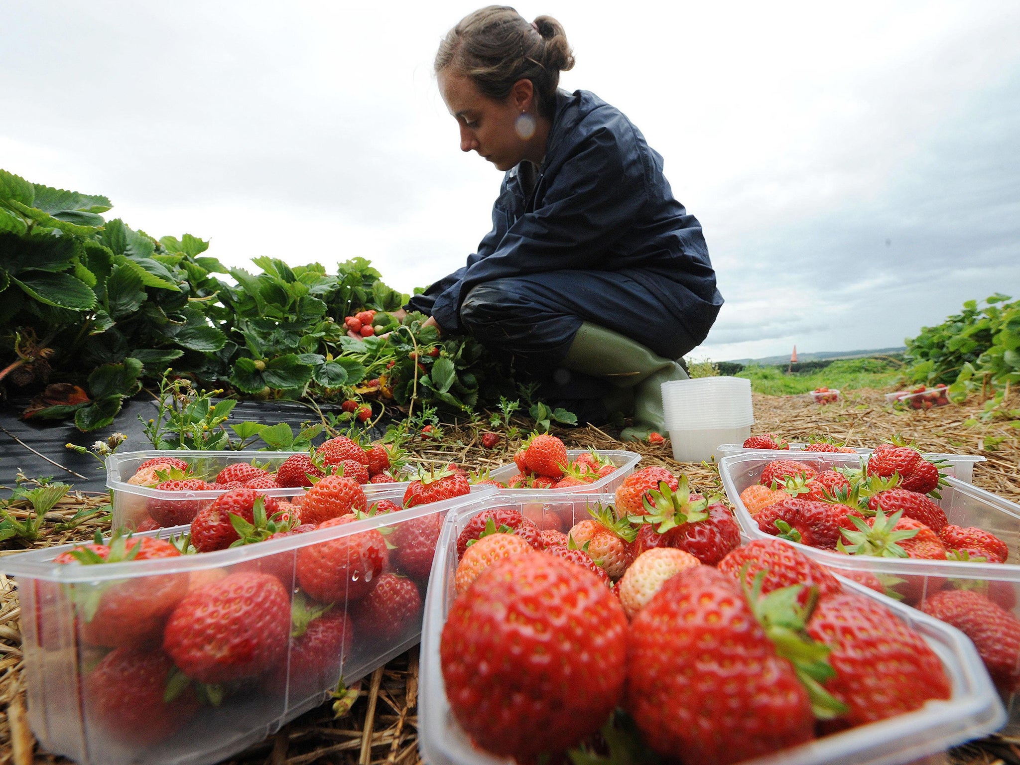 Around 95 per cent of the 29,000 seasonal labourers who pick fruit in the UK are from the EU, with most coming from Bulgaria and Romania