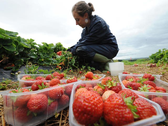 File photo of a person picking strawberries