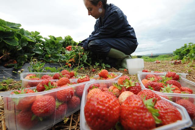 The UK's soft fruit industry is currently facing a labour shortage which growers fear may be exacerbated by government reluctance to let in foreign fruit pickers