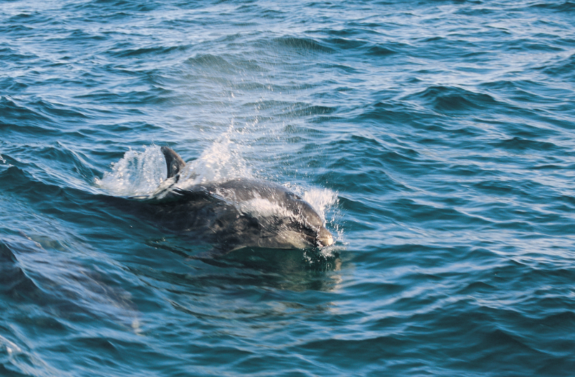 Spot dolphins in Cardigan Bay