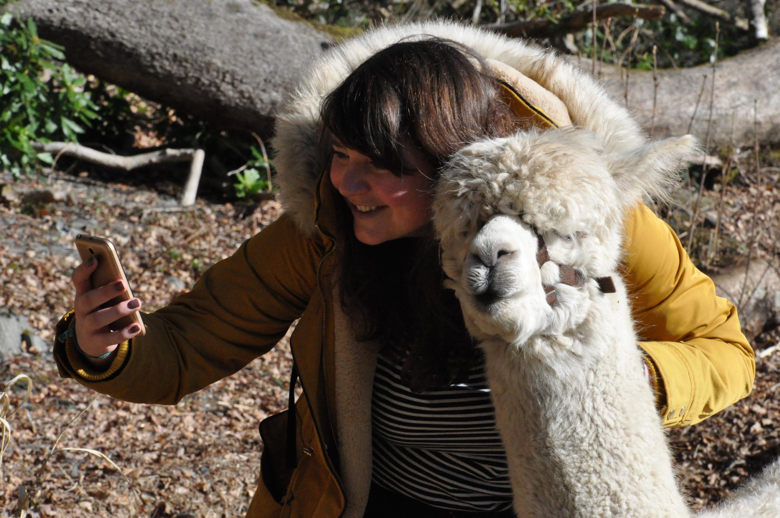 &#13;
Taking a selfie with an alpaca is harder than it looks &#13;