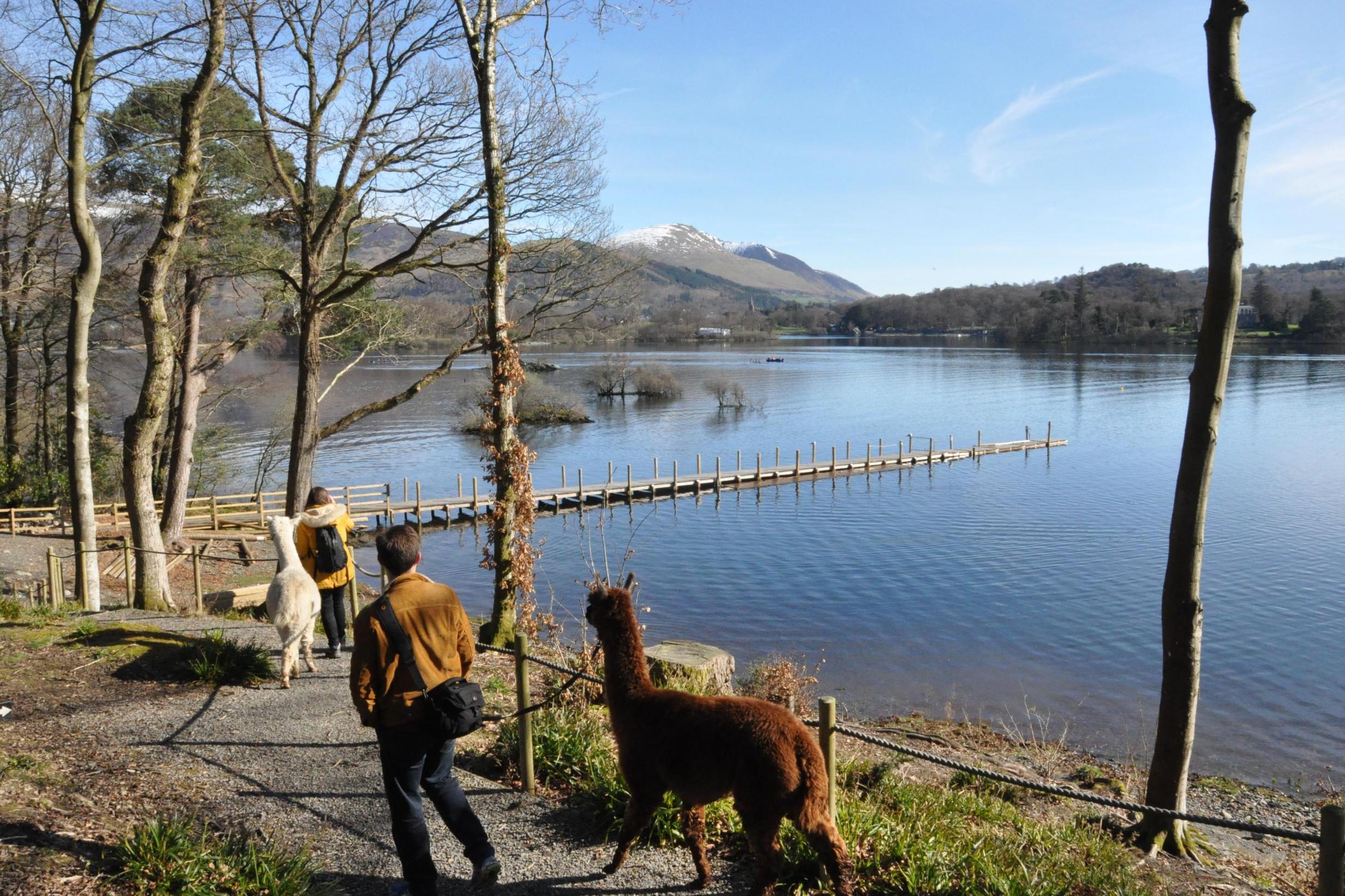 Why walking alpacas is the best way to explore Beatrix Potter's holiday  home, The Independent