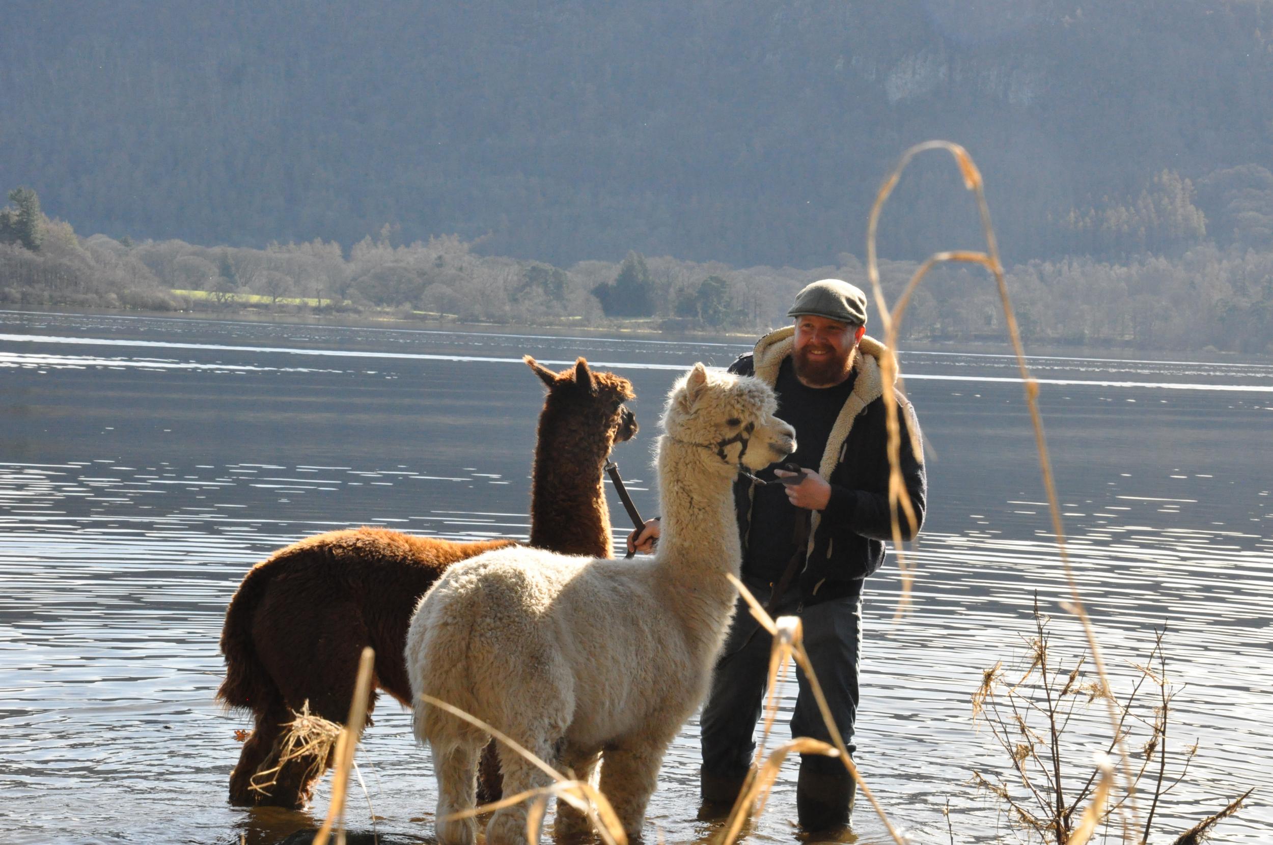 Terry takes the alpacas for a dip