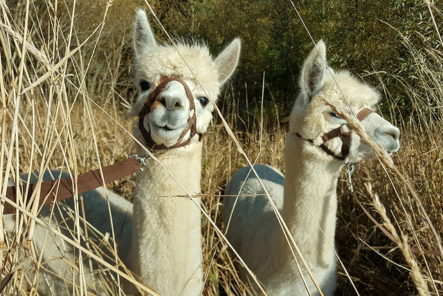 Take a tour of Lingholm Estate with an alpaca in tow