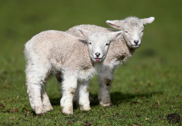 Baby lambs