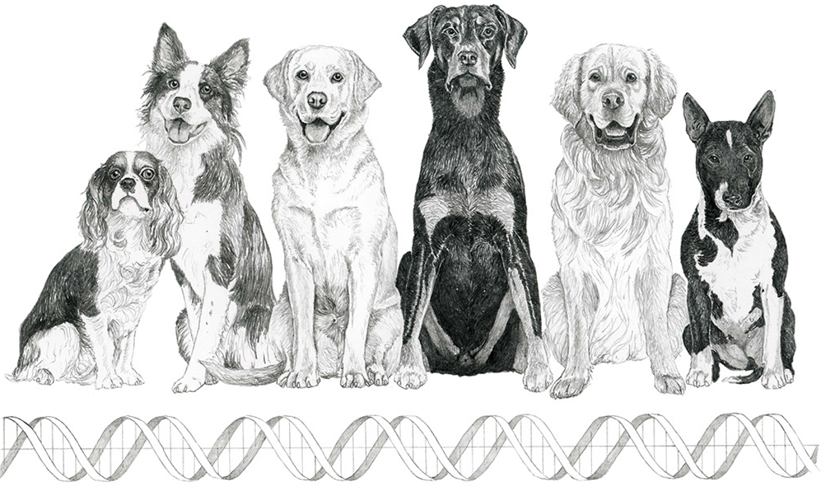 Whats dogs
