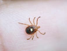 Tick spreading among humans that makes them allergic to meat