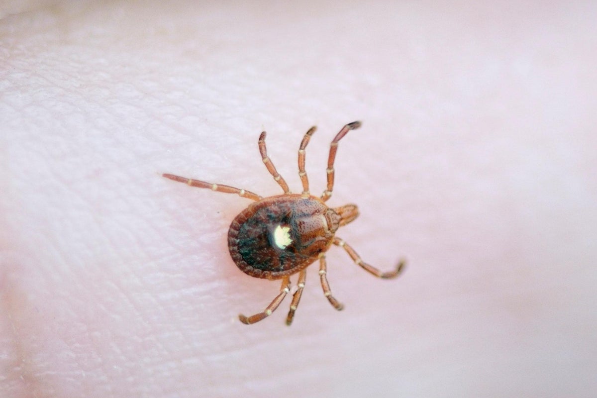 https://static.independent.co.uk/s3fs-public/thumbnails/image/2017/06/24/16/lone-star-tick.jpg?width=1200&height=800&crop=1200:800