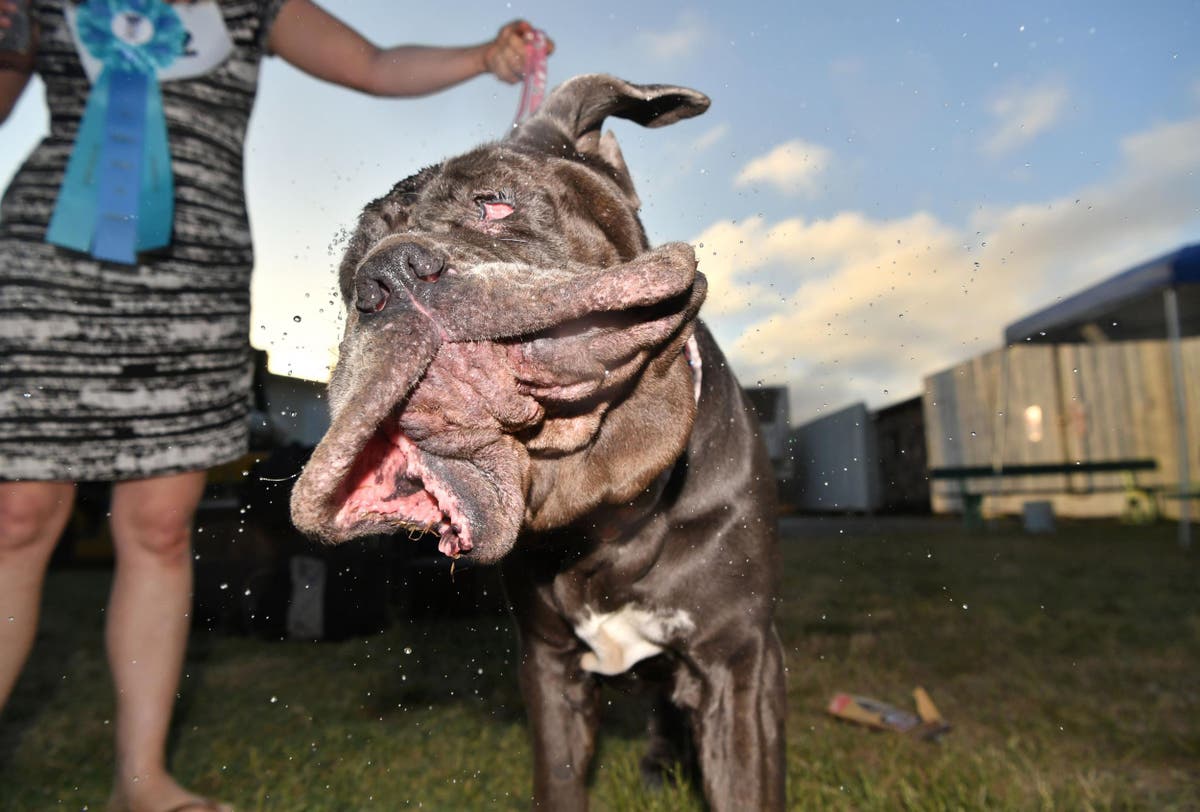 meet-the-official-world-s-ugliest-dog-the-independent-the-independent