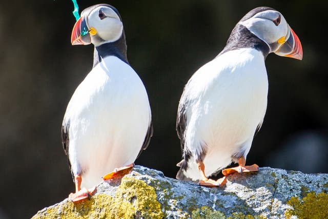 A puffin on the remote Shiant Isles holds a piece of plastic in its beak