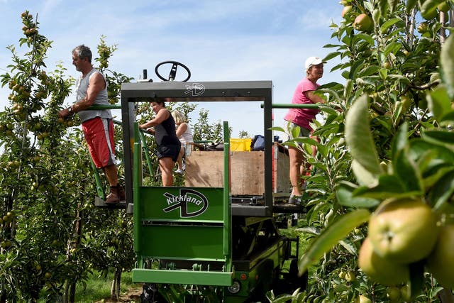 Shortages of fruit pickers are forcing UK farmers to consider selling off land—and moving abroad—in order to remain competitive