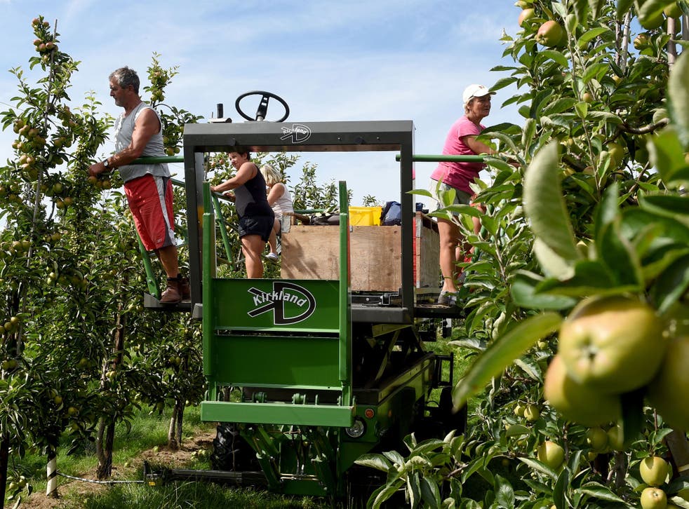 Shortages of fruit pickers are forcing UK farmers to consider selling off land—and moving abroad—in order to remain competitive