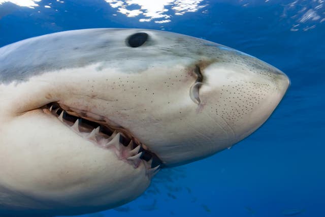 Great white sharks are usually found off the coast of South Africa, Australia and the US