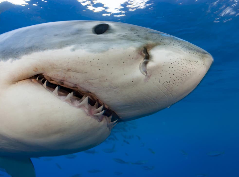 Great white sharks are usually found off the coast of South Africa, Australia and the US