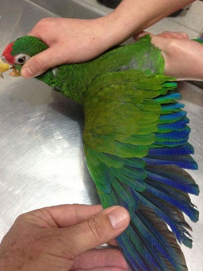 The blue wing of a blue-winged amazon