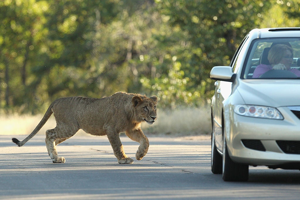 Residents were warned not to stop for any reason while the lions were on the loose (Getty)